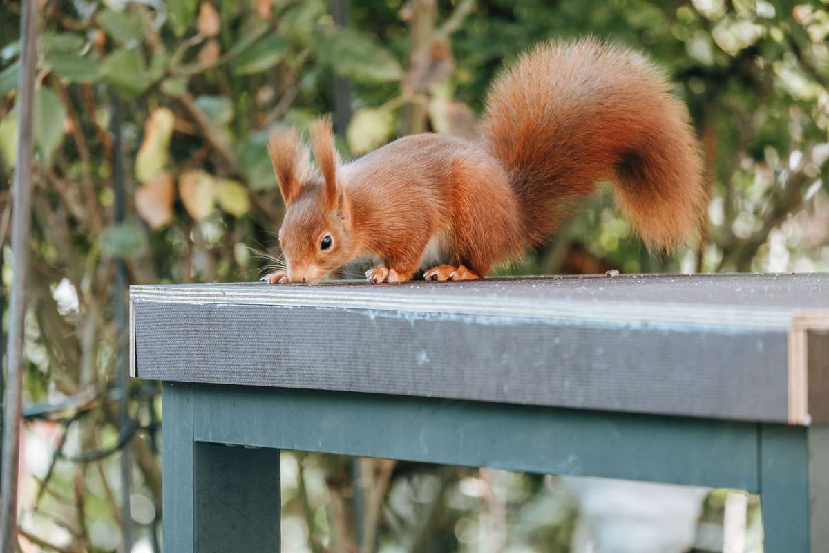 A squirrel looking for food. 