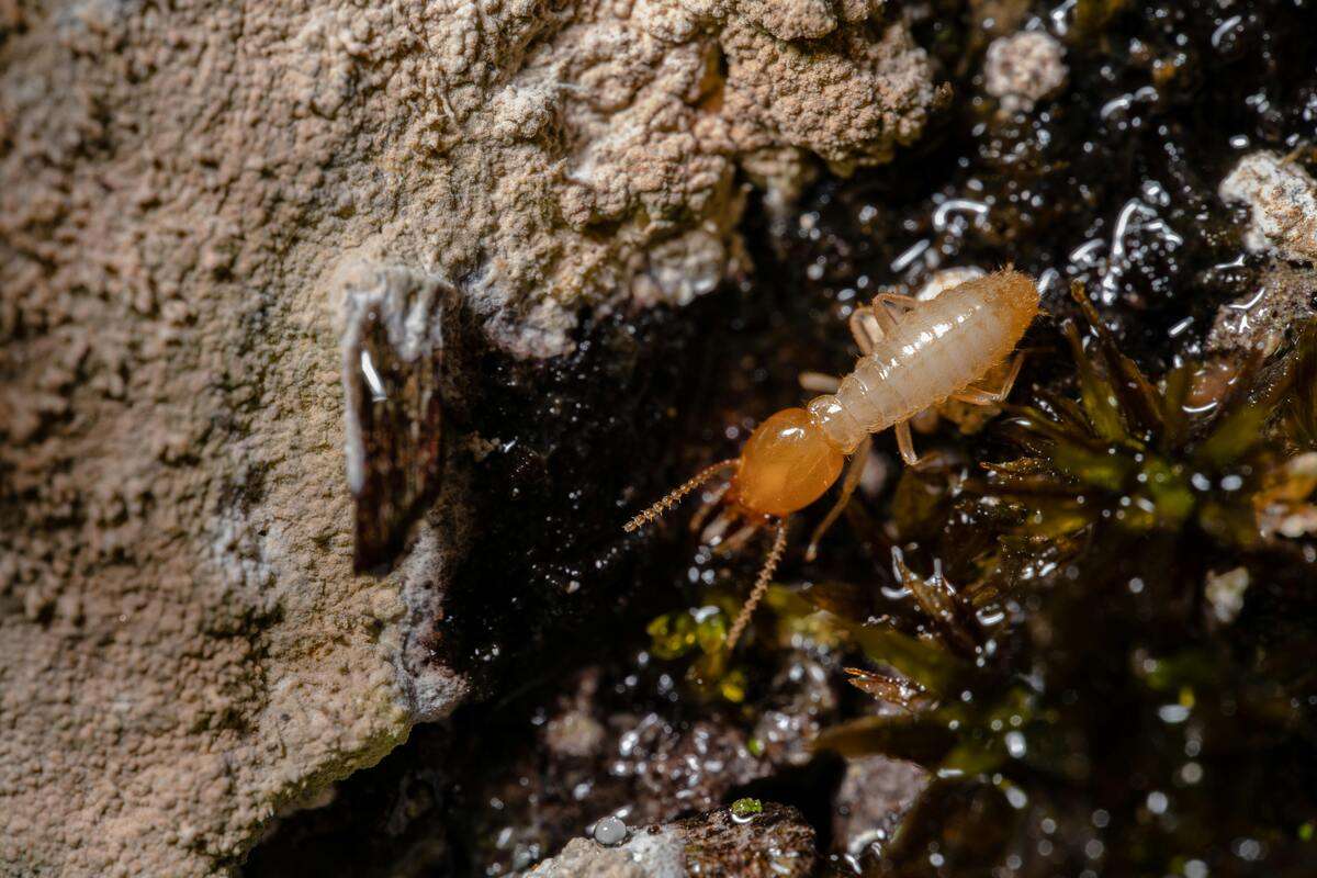 A close-up image of a termite. 