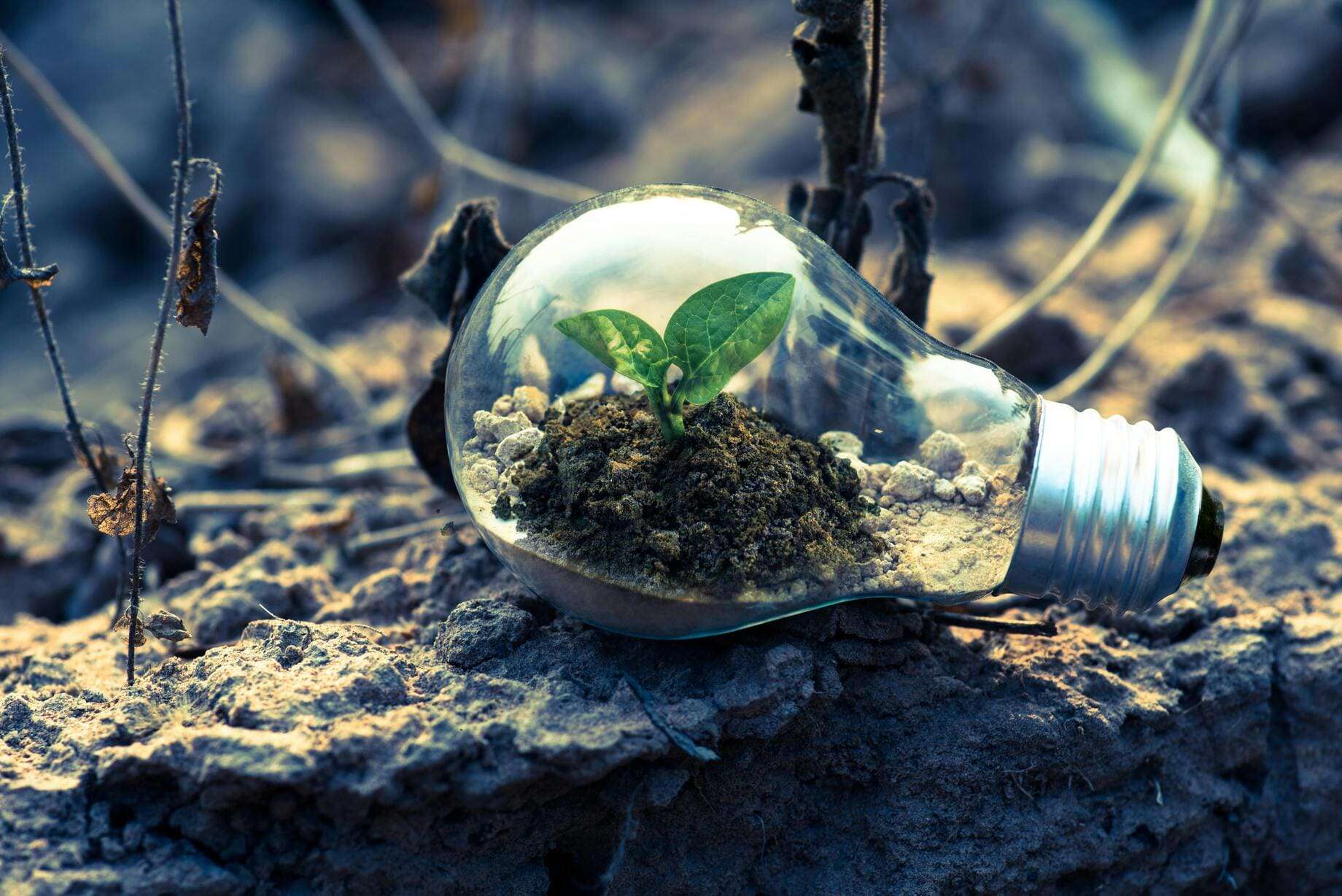 a seedling inside an eco-friendly bulb