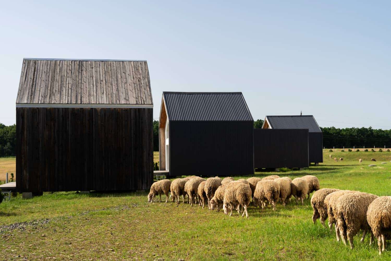 Metal barn for sheep 